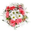 Bursting with the vibrancy of a Beckton spring morning, this stunning bouquet features glowing white daisies with lively green centers, embracing plush, coral-pink carnations arranged in a flawlessly rounded display. Fine clouds of white gypsophila lend whimsical airiness, their feathery presence echoing the open skies above Beckton. Among the blooms, you'll notice slender alstroemeria buds tinged in purple and blush, which peek out with the promise of tomorrow's blossoms. Fragrant eucalyptus and polished greenery create a calm frame, tying each element together and bringing balance to the overall design. The bouquet sits against a pure white background, intensifying each colour and highlighting the interplay of textures. Meticulously arranged by local florists, this design feels easy-going yet refined-ideal for celebrating life's happiest moments, marking a birthday, or simply expressing gratitude to someone in Beckton. Delivered fresh and full of life, it's a true reflection of the neighbourhood's vibrant spirit and its florist's dedication to the craft.