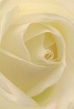 The camera draws you gently into the heart of a cream-hued rose, evoking the tranquil start of a Beckton day-a time when gardens and greenspaces brim with quiet promise. Each petal unfurls with a whisper-light touch, as if brushed by morning dew, their surfaces echoing the softness of silk and the tender calm found near New Beckton Park. Movement and depth emerge from the subtle interplay of light and shadow where petals spiral inward, lending the bloom a gentle drama and an aura of peace. The mood resonates with sincerity-the kind you find in thoughtful gestures accompanying life's milestones in Beckton. As a florist, I see this image as the embodiment of reverence, purity, and renewal: a flower chosen to honour a memory, inspire admiration, or celebrate new beginnings. Close in perspective, nearly every detail of the rose's graceful folds and creamy palette is illuminated, allowing you to sense the delicate, fleeting fragrance that lingers just above its surface. Behind it all stands the expertise of a local florist, whose artistry turns meaningful occasions in Beckton into lasting memories.